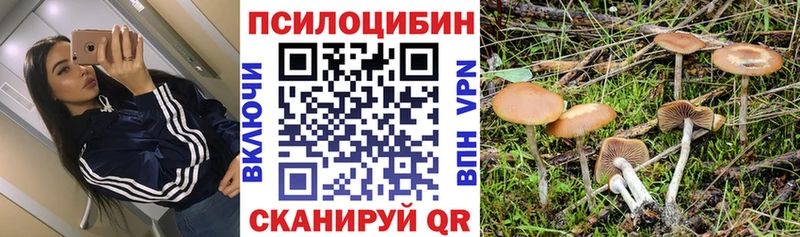 Галлюциногенные грибы Psilocybe  Хвалынск 